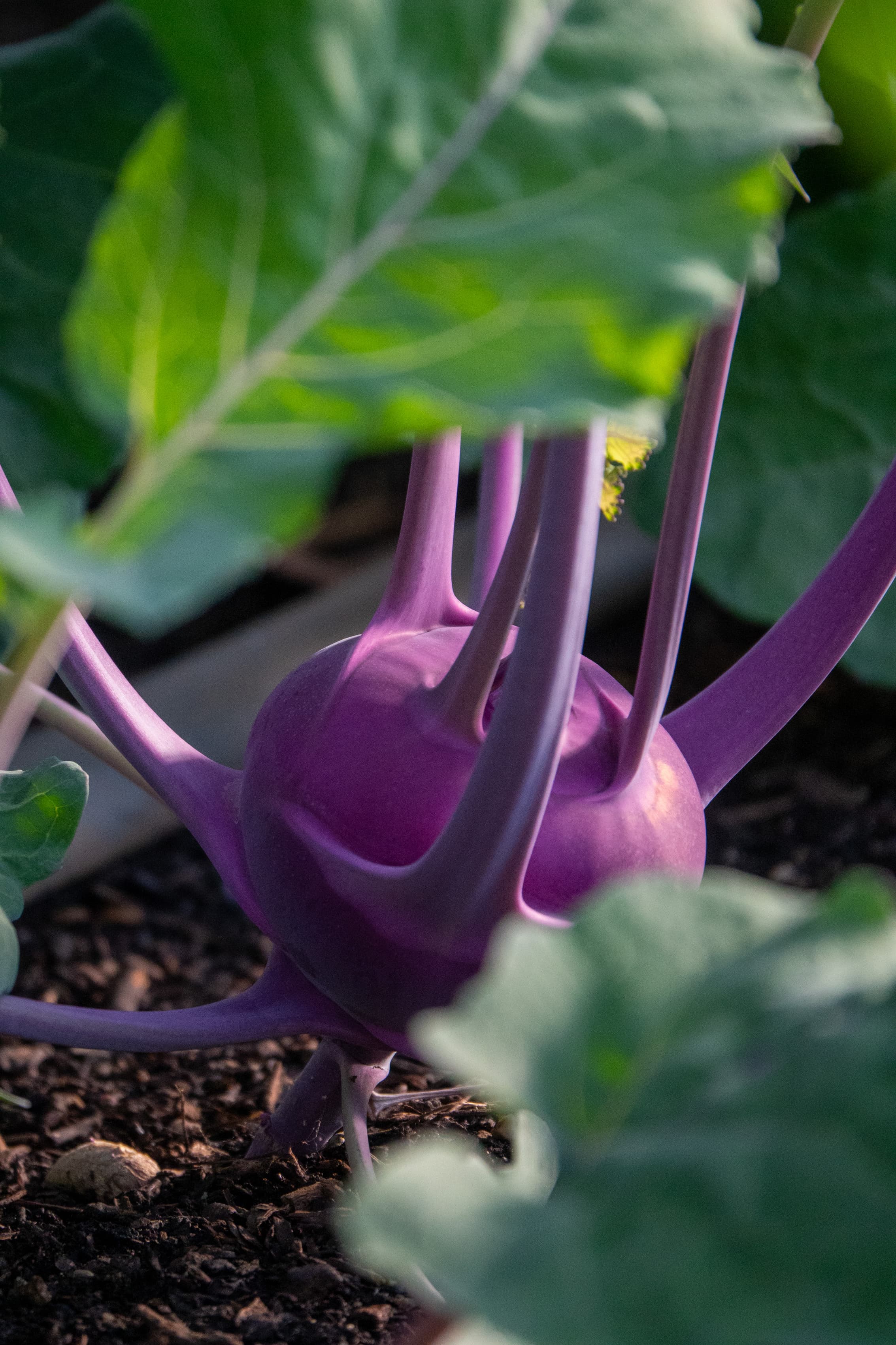 Lila Kohlrabi im Beet