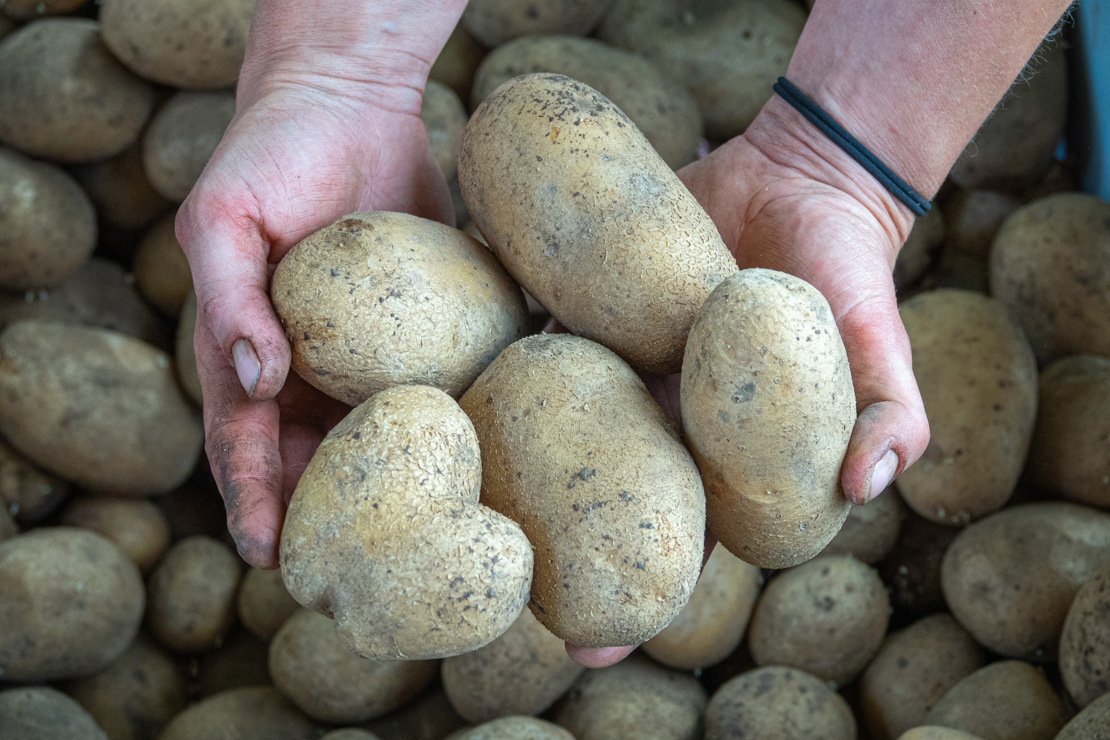 Hände halten frisch geerntete Kartoffeln
