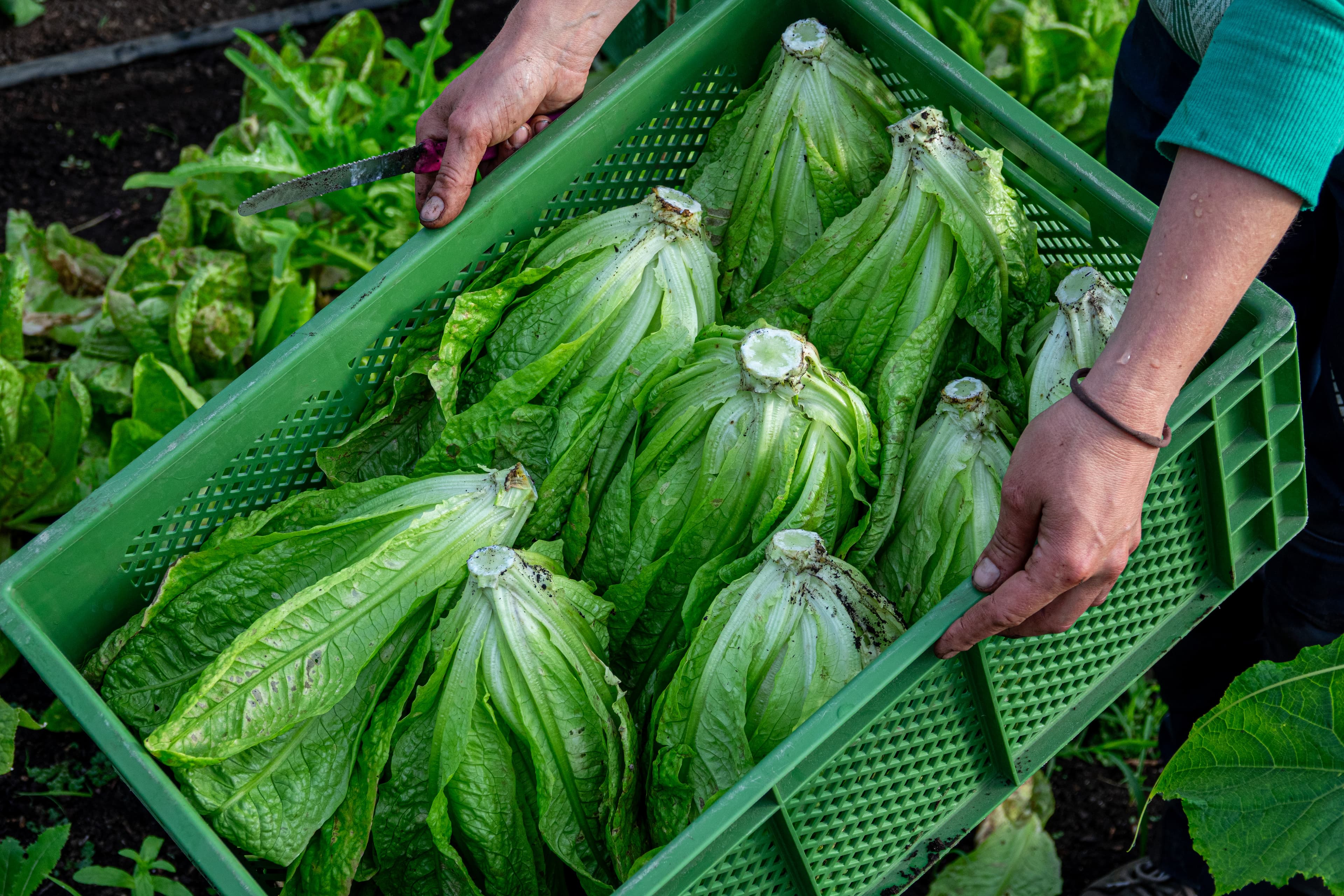 Hände tragen frisch geernteten Salat in einer Kiste